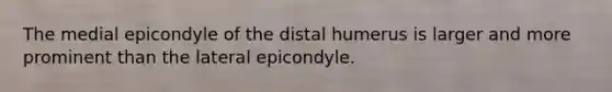 The medial epicondyle of the distal humerus is larger and more prominent than the lateral epicondyle.