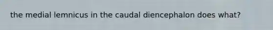 the medial lemnicus in the caudal diencephalon does what?