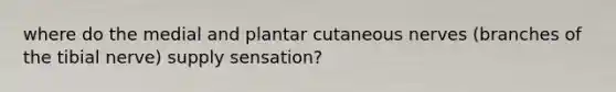 where do the medial and plantar cutaneous nerves (branches of the tibial nerve) supply sensation?