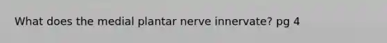 What does the medial plantar nerve innervate? pg 4