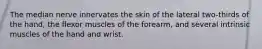 The median nerve innervates the skin of the lateral two-thirds of the hand, the flexor muscles of the forearm, and several intrinsic muscles of the hand and wrist.