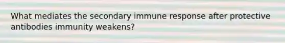 What mediates the secondary immune response after protective antibodies immunity weakens?