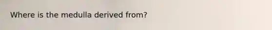 Where is the medulla derived from?