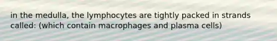 in the medulla, the lymphocytes are tightly packed in strands called: (which contain macrophages and plasma cells)