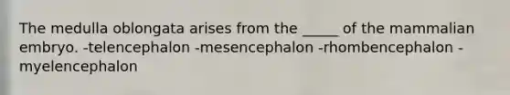 The medulla oblongata arises from the _____ of the mammalian embryo. -telencephalon -mesencephalon -rhombencephalon -myelencephalon