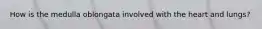 How is the medulla oblongata involved with the heart and lungs?