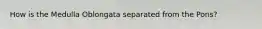 How is the Medulla Oblongata separated from the Pons?