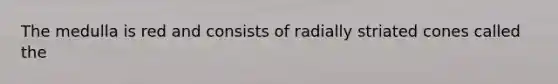 The medulla is red and consists of radially striated cones called the