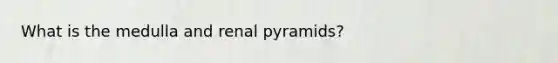 What is the medulla and renal pyramids?