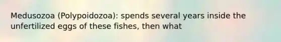 Medusozoa (Polypoidozoa): spends several years inside the unfertilized eggs of these fishes, then what