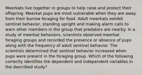 Meerkats live together in groups to help raise and protect their offspring. Meerkat pups are most vulnerable when they are away from their burrow foraging for food. Adult meerkats exhibit sentinel behavior, standing upright and making alarm calls to warn other members in the group that predators are nearby. In a study of meerkat behaviors, scientists observed meerkat foraging groups and recorded the presence or absence of pups along with the frequency of adult sentinel behavior. The scientists determined that sentinel behavior increased when pups were present in the foraging group. Which of the following correctly identifies the dependent and independent variables in the described study?