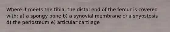 Where it meets the tibia, the distal end of the femur is covered with: a) a spongy bone b) a synovial membrane c) a snyostosis d) the periosteum e) articular cartilage