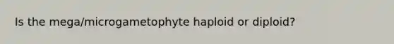 Is the mega/microgametophyte haploid or diploid?