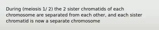 During (meiosis 1/ 2) the 2 sister chromatids of each chromosome are separated from each other, and each sister chromatid is now a separate chromosome