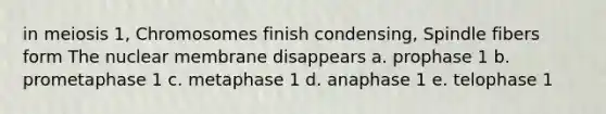 in meiosis 1, Chromosomes finish condensing, Spindle fibers form The nuclear membrane disappears a. prophase 1 b. prometaphase 1 c. metaphase 1 d. anaphase 1 e. telophase 1