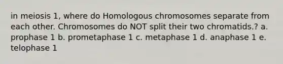 in meiosis 1, where do Homologous chromosomes separate from each other. Chromosomes do NOT split their two chromatids.? a. prophase 1 b. prometaphase 1 c. metaphase 1 d. anaphase 1 e. telophase 1