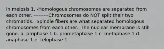 in meiosis 1, -Homologous chromosomes are separated from each other. ---------Chromosomes do NOT split their two chromatids. -Spindle fibers are what separated homologous chromosomes from each other. -The nuclear membrane is still gone. a. prophase 1 b. prometaphase 1 c. metaphase 1 d. anaphase 1 e. telophase 1