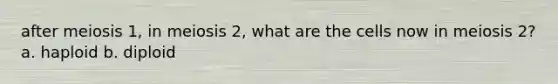 after meiosis 1, in meiosis 2, what are the cells now in meiosis 2? a. haploid b. diploid