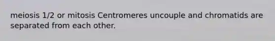 meiosis 1/2 or mitosis Centromeres uncouple and chromatids are separated from each other.