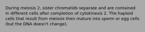 During meiosis 2, sister chromatids separate and are contained in different cells after completion of cytokinesis 2. The haploid cells that result from meiosis then mature into sperm or egg cells (but the DNA doesn't change).