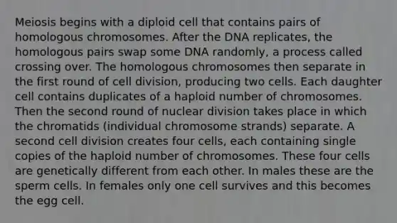 Meiosis begins with a diploid cell that contains pairs of homologous chromosomes. After the DNA replicates, the homologous pairs swap some DNA randomly, a process called crossing over. The homologous chromosomes then separate in the first round of <a href='https://www.questionai.com/knowledge/kjHVAH8Me4-cell-division' class='anchor-knowledge'>cell division</a>, producing two cells. Each daughter cell contains duplicates of a haploid number of chromosomes. Then the second round of nuclear division takes place in which the chromatids (individual chromosome strands) separate. A second cell division creates four cells, each containing single copies of the haploid number of chromosomes. These four cells are genetically different from each other. In males these are the sperm cells. In females only one cell survives and this becomes the egg cell.