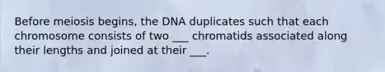 Before meiosis begins, the DNA duplicates such that each chromosome consists of two ___ chromatids associated along their lengths and joined at their ___.