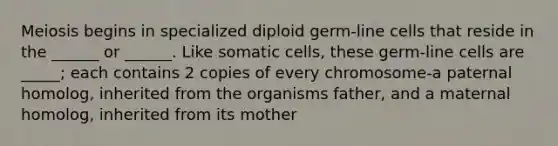 Meiosis begins in specialized diploid germ-line cells that reside in the ______ or ______. Like somatic cells, these germ-line cells are _____; each contains 2 copies of every chromosome-a paternal homolog, inherited from the organisms father, and a maternal homolog, inherited from its mother