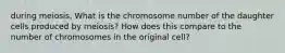 during meiosis, What is the chromosome number of the daughter cells produced by meiosis? How does this compare to the number of chromosomes in the original cell?