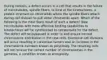 During meiosis, a defect occurs in a cell that results in the failure of microtubules, spindle fibers, to bind at the kinetochores, a protein structure on chromatids where the spindle fibers attach during cell division to pull sister chromatids apart. Which of the following is the most likely result of such a defect? New microtubules with more effective binding capabilities to kinetochores will be synthesized to compensate for the defect. The defect will be bypassed in order to and ensure normal chromosome distribution in the new cells. Excessive cell divisions will occur resulting in cancerous tumors and an increase in the chromosome numbers known as polyploidy. The resulting cells will not receive the correct number of chromosomes in the gametes, a condition known as aneuploidy.