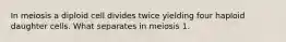 In meiosis a diploid cell divides twice yielding four haploid daughter cells. What separates in meiosis 1.