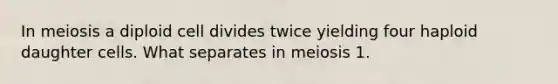 In meiosis a diploid cell divides twice yielding four haploid daughter cells. What separates in meiosis 1.