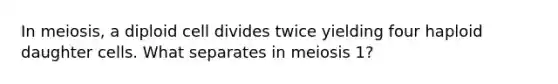 In meiosis, a diploid cell divides twice yielding four haploid daughter cells. What separates in meiosis 1?