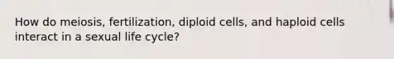 How do meiosis, fertilization, diploid cells, and haploid cells interact in a sexual life cycle?