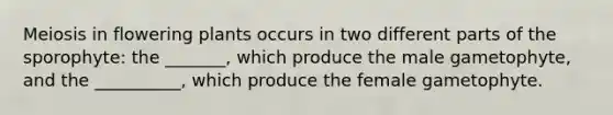 Meiosis in flowering plants occurs in two different parts of the sporophyte: the _______, which produce the male gametophyte, and the __________, which produce the female gametophyte.