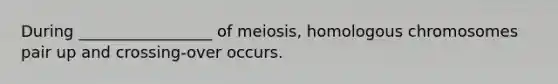 During _________________ of meiosis, homologous chromosomes pair up and crossing-over occurs.