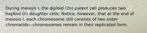 During meiosis I, the diploid (2n) parent cell produces two haploid (n) daughter cells. Notice, however, that at the end of meiosis I, each chromosome still consists of two sister chromatids—chromosomes remain in their replicated form.