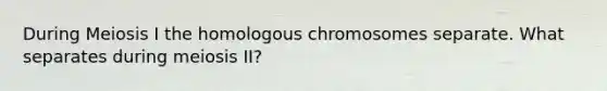 During Meiosis I the homologous chromosomes separate. What separates during meiosis II?