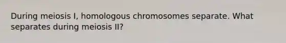 During meiosis I, homologous chromosomes separate. What separates during meiosis II?