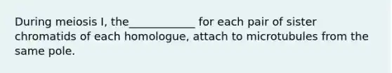 During meiosis I, the____________ for each pair of sister chromatids of each homologue, attach to microtubules from the same pole.