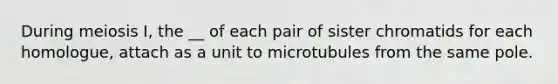 During meiosis I, the __ of each pair of sister chromatids for each homologue, attach as a unit to microtubules from the same pole.