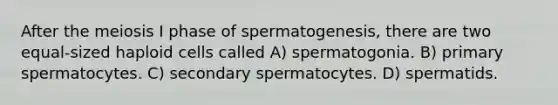 After the meiosis I phase of spermatogenesis, there are two equal-sized haploid cells called A) spermatogonia. B) primary spermatocytes. C) secondary spermatocytes. D) spermatids.