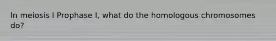 In meiosis I Prophase I, what do the homologous chromosomes do?