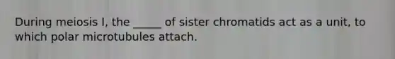 During meiosis I, the _____ of sister chromatids act as a unit, to which polar microtubules attach.