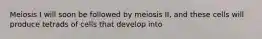 Meiosis I will soon be followed by meiosis II, and these cells will produce tetrads of cells that develop into