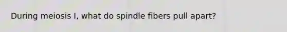 During meiosis I, what do spindle fibers pull apart?