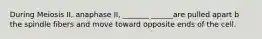 During Meiosis II, anaphase II, _______ ______are pulled apart b the spindle fibers and move toward opposite ends of the cell.