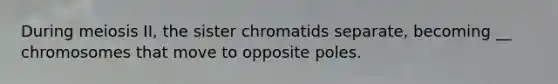 During meiosis II, the sister chromatids separate, becoming __ chromosomes that move to opposite poles.