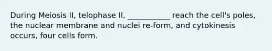 During Meiosis II, telophase II, ___________ reach the cell's poles, the nuclear membrane and nuclei re-form, and cytokinesis occurs, four cells form.