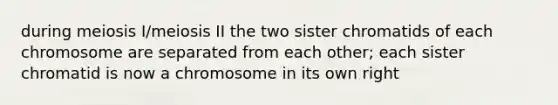 during meiosis I/meiosis II the two sister chromatids of each chromosome are separated from each other; each sister chromatid is now a chromosome in its own right