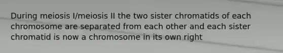 During meiosis I/meiosis II the two sister chromatids of each chromosome are separated from each other and each sister chromatid is now a chromosome in its own right